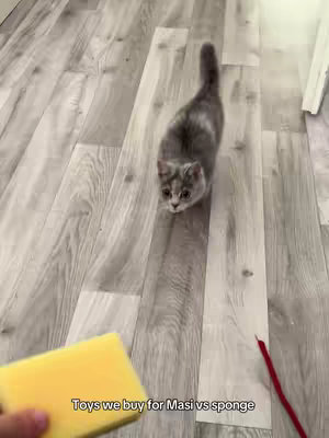 An overhead shot shows a gray cat facing the camera on a light brown, wood-look floor. A yellow sponge and a red string toy are in the foreground. Text overlay is at the bottom.
