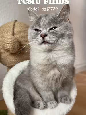 A close-up image features a grey cat with a slightly grumpy expression, sitting on a fluffy white cushion. The cat is the central focus, with text overlays at the top. The lighting appears soft, and the color palette is muted, emphasizing the cat's features and the promotional text.
