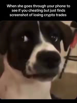 The image features a close-up of a dog's face, centered in the frame. The dog has black fur around its head and ears with a white patch on its face. Above the dog, overlaid text explains the humor of the video.