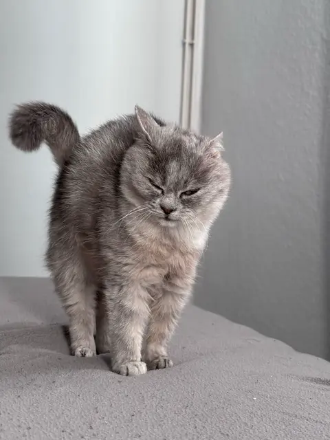 A medium shot of a gray cat standing on a gray surface, likely a bed or a cushioned area. The cat has its eyes closed and is in a yoga-like pose, possibly stretching or bending over. Its fur is a mix of light and dark grays, and its tail is curled upwards. The background is a plain light gray. The lighting appears soft but diffused, and the composition highlights the cat's form and pose.
