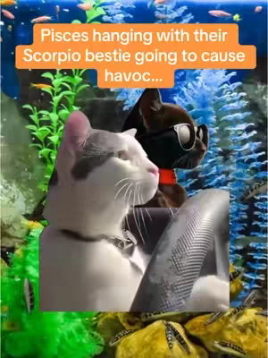 The image is a composite featuring two digital cat characters in a fish tank setting. The background resembles an aquarium, with green plants and a mix of colorful fish. Overlayed across the scene are two cats. The one in front resembles a white and gray tabby and is positioned as if they are the driver, with the front paws on a steering wheel. The cat behind has black and white markings, wearing sunglasses. Text at the top reads 'Pisces hanging with their Scorpio bestie going to cause havoc...'. The layout uses bright colors and a playful approach.