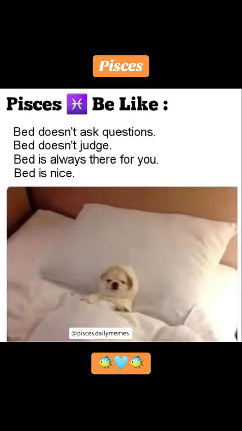The image shows a meme-style graphic with a dog in bed under a white comforter; text overlays are included at the top and the bottom.