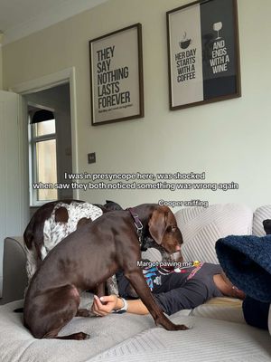 The image shows a living room scene with two framed posters on the light-colored wall. In the foreground, two dogs are interacting with a person lying on a sofa, who appears to be in distress. One dog sniffs the ground, while the other paws at the person's arm. Text overlays describe the situation.