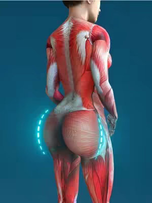 A 3D anatomical illustration of a human figure viewed from the back, primarily from the mid-torso down. The figure is rendered with muscle and skeletal details, with red and white components and a teal background. A curved, dotted, dashed line is superimposed over the gluteal muscles on the figure's rear, outlining their shape. The overall composition emphasizes anatomical precision