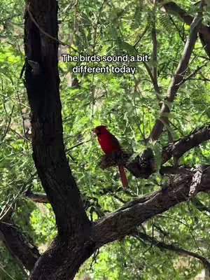 A red cardinal perched on a branch within a tree with green leaves, the scene bathed in natural light. Text overlayed at the top reads, 'The birds sound a bit different today'.