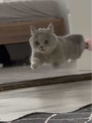 A grey cat in mid-air, appearing to leap towards the viewer. The cat has its eyes open and is facing the camera. The background shows a mirror and elements of a room.