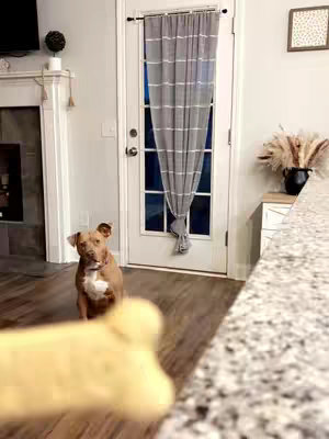 A medium shot shows a dog sitting on a wooden floor indoors. The dog, a brown and white pit bull, has a bone-shaped treat in the foreground, slightly out of focus. Behind the dog, a white door is visible with a draped fabric curtain in front. The setting appears to be a home interior with clean lines and a focus on the dog.