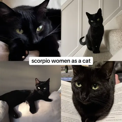 A collage of four images of black cats, each in a different pose. The top images is of a cat's face nestled among white bedding; the lower right image, the cat is looking at a book.