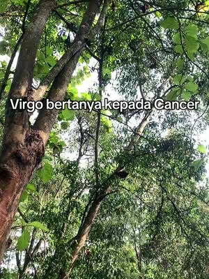 Image shows a view looking upward through a dense canopy of green leaves and tree branches against a bright sky. The light filters through the leaves, filling the frame with varying shades of green, and the text overlayed to the image says "Virgo bertanya kepada Cancer"