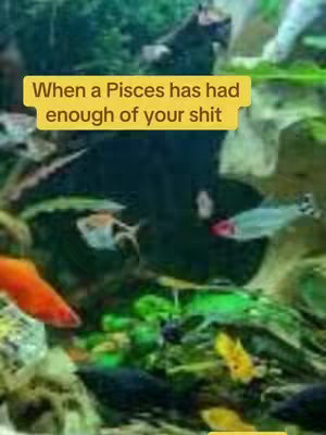 The image shows an aquarium with various fish in focus. The water is slightly murky, with green plants and decorations visible. Overlay text on a yellow rectangle reads: "When a Pisces has had enough of your [expletive]".