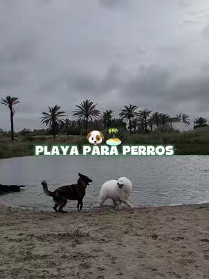 Two dogs stand on a sandy beach next to water, with palm trees and a cloudy sky in the background. The image has a calm feel.