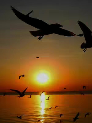 A scenic photograph captures a sunset over water, silhouetting many birds in flight against the radiant colors. The sun, a bright orb tinged with yellow and orange, is positioned at the center, with its light reflecting on the water's surface. Above it, the sky transitions from golden hues near the horizon to a darker upper register. Numerous birds, rendered in dark silhouettes, are scattered across the sky, adding a dynamic element to the serene scene.