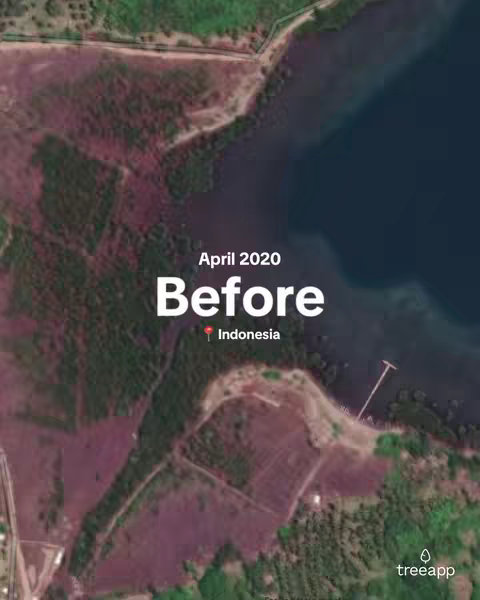 A composite aerial image showing a body of water connected to land, with shades of green and brown differentiating the varying terrains. The image is divided, with the left side showing a more barren landscape that transitions to lush tree growth on the right. Overlayed on the image are the words 'April 2020' above 'Before' and a location icon with the text 'Indonesia.' The bottom right corner displays the Treeapp logo.