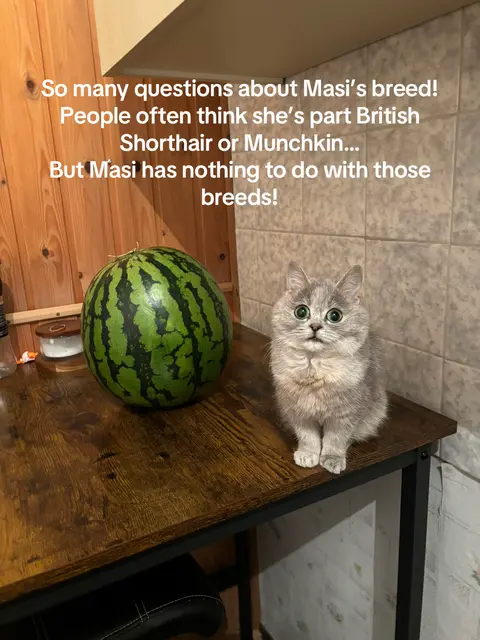 The image shows a small, gray kitten with big, round eyes sitting on a dark wooden table. A large, green watermelon sits beside the kitten. Text overlays on top explaining the cat's breed. The setting appears to be indoors with wooden paneling.