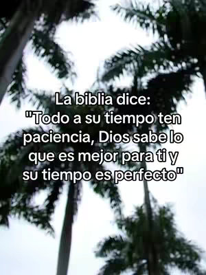 The image shows a vertical shot of a cloudy sky above a forest of tall palm trees, with text overlayed on the center of the image.
