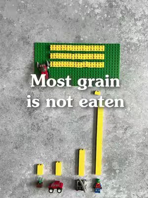A graphic using Lego bricks on a gray background. A green Lego base forms the top, with yellow Lego bricks stacked horizontally. Below, white text reads "Most grain is not eaten." Various Lego figures and structures are arranged, with increasing-height yellow columns representing grain usage.
