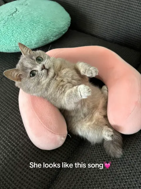 A gray kitten lies on its back with a pink travel pillow encircling its neck. Pink cushion is in the center of the image, with a teal cushion in the background.