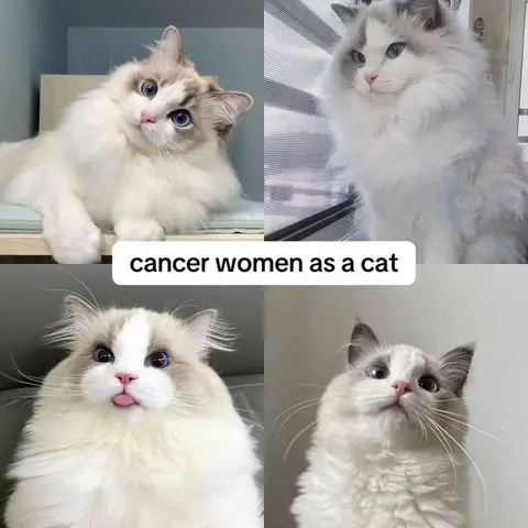 The image is a collage of four separate photos of a Ragdoll cat. Each photo shows the cat in a different pose: one lounging and looking at the camera with an inquisitive expression, one sitting upright with a focused gaze, one with its tongue out, and one looking up. The cat has a fluffy white and grey coat and striking blue eyes. A text overlay at the bottom reads 'cancer women as a cat'.