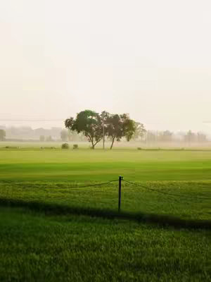 A serene landscape photograph. The foreground is primarily green, with a field or meadow stretching towards the middle ground. A line of a fence and fence posts crosses the bottom third, providing a sense of depth. In the middle ground, a small group of trees stands, silhouetted against a slightly hazy, pale sky, suggesting either morning mist or evening fog. The overall impression is tranquil and open.