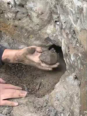 A close-up video shows a person's muddy hands, holding a dark, irregularly shaped stone extracted from a digging site. The hands are positioned within a roughly hewn cavity in the earth. The surrounding environment consists of earthy tones and textures.
