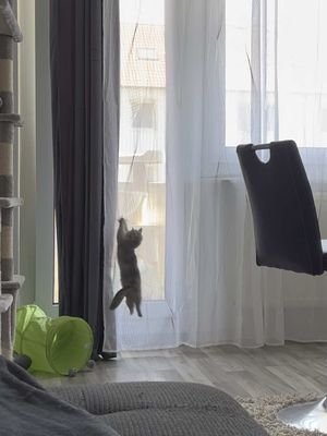 An indoor shot shows a cat hanging onto a sheer white curtain with its front paws. The cat is mid-air, and its back paws dangle. The cat is gray and white. The curtain is in front of a window. To the left, we see a gray curtain and a cat tree. In the foreground, there's a gray couch and flooring.