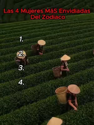 A scene from an aerial perspective shows four women in a tea plantation, each wearing a conical hat and carrying a basket, traversing rows of green tea plants. Numbers 1 through 4 are overlaid on the frame, labeling each woman, likely for a ranking or identification purpose.