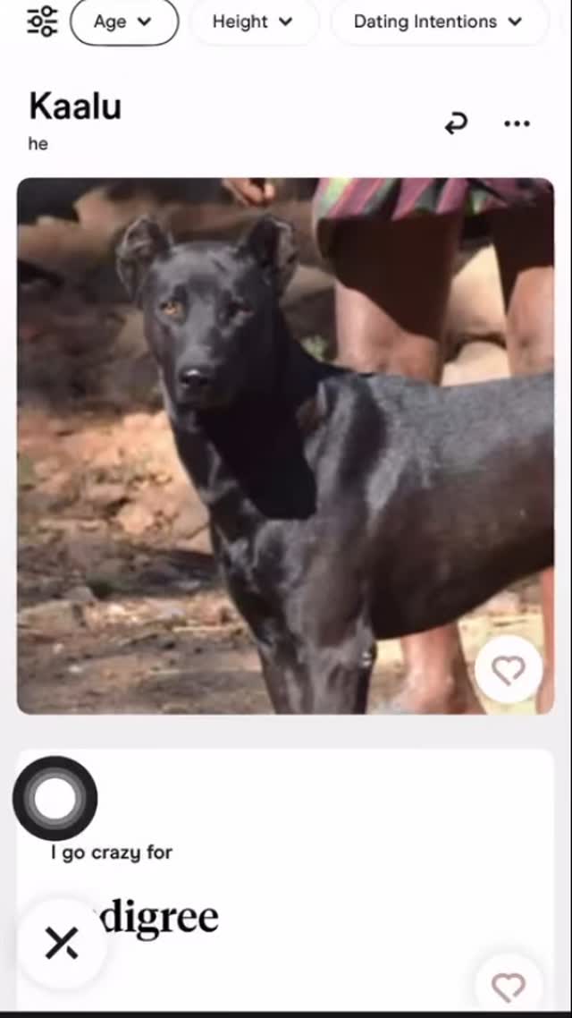 A black dog with a shiny coat is centered in the image, seemingly in a dog dating profile. Above the dog are the profile options labeled 'Age', 'Height', and 'Dating Intentions'.