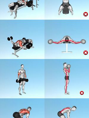 The image is a grid of eight panels, each featuring a different exercise position. The exercises involve weightlifting with dumbbells and barbells and highlighting the muscles involved with red lines. The color scheme is primarily light blue for the background, with the figures in various poses and clothing.