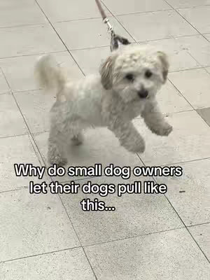 A medium shot shows a small, fluffy white dog mid-stride on a tiled floor. The dog is on a leash. Overlay text at the bottom asks why small dog owners let their dogs pull on the leash.