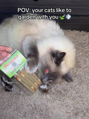 A fluffy cat is lying on a patterned carpet, its face close to a package of catnip. Next to the cat is a clear packet filled with sticks, and the cat appears to be nibbling on the contents. Overlay text at the top left states: "POV: your cats like to garden with you".