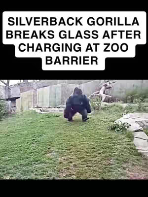 The cover image captures a gorilla in an outdoor enclosure. The gorilla, a large, dark-furred silverback, is positioned on a grassy area, mid-action, with its body crouched low to the ground. In the background, a concrete barrier suggests a zoo or similar enclosed environment. Overlaid at the top is white text. The color palette consists of greens, browns, and grays, creating a natural, realistic aesthetic. The composition is simple, with the gorilla as the central focus, emphasizing the action.