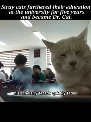 A photo of a classroom with students, dominated by a close-up of a beige cat's face with its eyes closed, seemingly in the foreground. Above, text describes a cat's educational journey. Below, text explains the changing facade. The background shows desks and students.