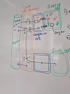 A whiteboard illustration of plant cell structures, including xylem, sieve tube elements, companion and source/sink cells. The diagram uses colored lines and labels to show the movement of water, sugar, and other elements within the plant. Handwritten labels describe the components of a plant's vascular system, along with directional arrows.