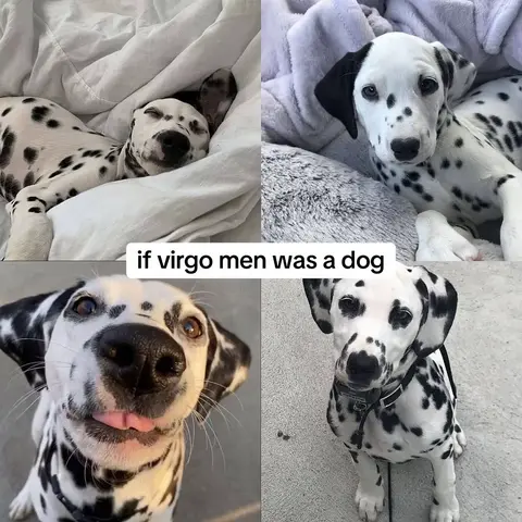 The cover image is a collage arranged in a 2x2 grid, featuring four different close-up shots of a Dalmatian puppy. The top left shows the puppy resting in a bed, curled up on white bedding. The top right is a headshot with the puppy looking directly at the camera, against a blurred, plush background. The bottom left captures the puppy's smiling face with its tongue out, while the bottom right shows the puppy sitting in a similar position as the top, but the dog is on a paved surface, wearing a collar.