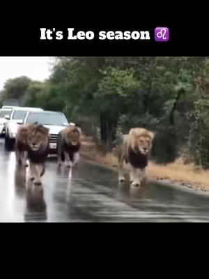 The cover image shows several lions walking along a wet road. White cars are parked behind the lions. The sky is overcast, and the overall scene is set in a natural, outdoor environment.