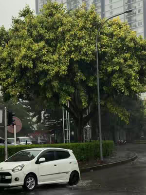 A white compact car sits on a wet road with a background of lush green trees and a high-rise building. A street light and traffic signal are also visible.