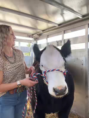 A woman in a leopard print shirt and blue jeans is holding the rope of a cow in a trailer. The cow has a black and white pattern and a red, white, and blue halter.