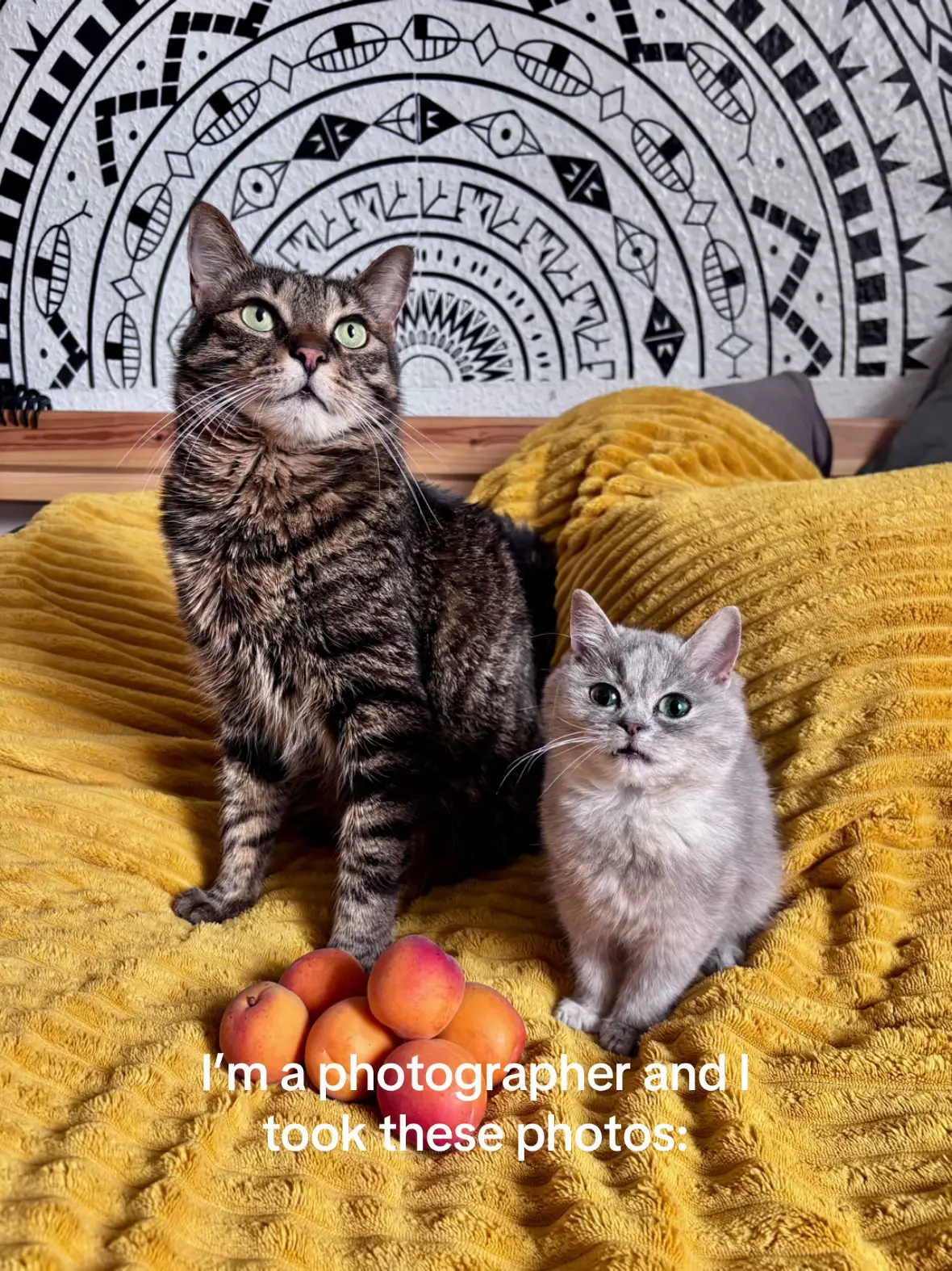 Two cats are positioned on a yellow textured surface, possibly a blanket or bedspread, with a decorative black and white patterned tapestry hanging behind them. The cat on the left is larger and has a striped coat with green eyes, while the cat on the right is smaller and light grey. In the foreground, a group of ripe apricots are arranged. Overlay text reads 'I'm a photographer and I took these photos:'