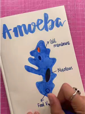 The image features a notebook open on a pink cutting mat. The words "Amoeba" are written in large blue bubble letters at the top. Below is a blue, amoeba-shaped drawing with labels pointing to its parts: "Cell membrane," "Nucleus," and "Food Vacuole." A hand with a ring on a finger is visible, pointing at the amoeba diagram.