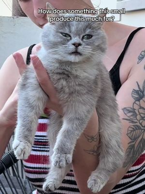 A woman is holding a fluffy grey cat in front of a striped shirt. The cat faces forward, seeming to be relaxed. The text overlay at the top asks, "How does something this small produce this much fur?"