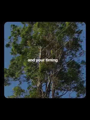 A vertical video cover showing a lush, full tree silhouetted against a bright blue sky. Text overlay reads, 'and your timing', in the center. The background is black.