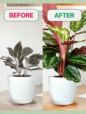 The image is a split composition showcasing the before-and-after effect of a plant care app. On the left, a plant is shown in a white pot, appearing somewhat dull. On the right, the same plant is displayed after care, exhibiting lush, vibrant growth with bright green and red leaves, also in a white pot. Text labels 'BEFORE' in a red rectangular box and 'AFTER' in a green rectangular box are placed above the respective plant images. A light, neutral background, possibly a table, and a green border tie the elements together.
