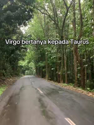 A shot of a road going through a forest, with the road slightly wet. The foreground is dark, while the background showcases various green tree shades.
