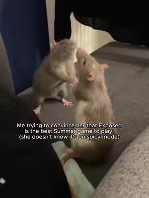 The image shows two rats standing upright, facing each other as if dancing or interacting. The rat on the right appears more prominently, with its front paws raised. Text is overlaid at the bottom, describing the scenario of a game.