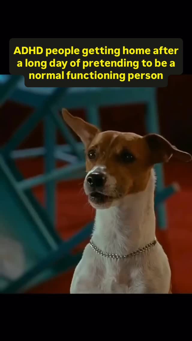 A Jack Russell Terrier dog looking forward and slightly to the right, with a surprised expression. The dog wears a silver collar and is set against a blurred background with a red floor and teal structure in the background.