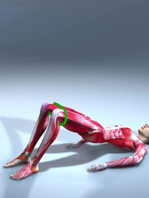 An anatomical illustration of a person doing a glute bridge has the model lying on its back with legs bent and feet flat on the ground. The skeletal and muscular structure is visible beneath the skin. A green curved line highlights the knee joint on the right leg.