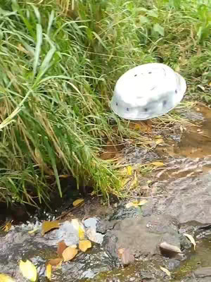 The image captures a tranquil outdoor scene, showcasing a small stream flowing over a bed of rocks and fallen leaves. Lush green grass and other vegetation flank the stream, while a white, helmet-shaped object rests near the water's edge, possibly a lost or discarded item. The image has a natural, unfiltered aesthetic, emphasizing the textures of the natural environment.