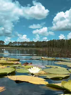A serene landscape featuring a pond with lily pads and a white flower in the foreground, a forested background, and a partially cloudy blue sky.