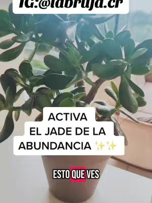 A close-up shot of a jade plant in a brown pot, with text overlays. The jade plant has vibrant green leaves. White, rectangular text boxes announce the text. The top of the image shows the creator's I.G. handle.