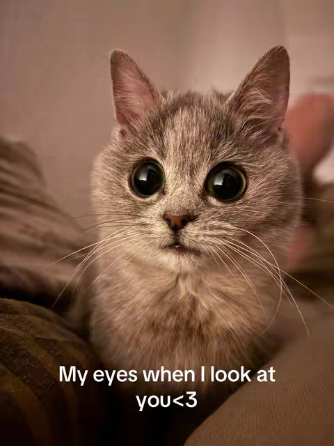 The cover image features a close-up of a cat with large, expressive eyes. The cat has grey and white fur and is positioned with its head and upper body in the center of the frame. The background is a blurred, warm-toned setting, likely indoors. The text overlay, in white font, reads, "My eyes when I look at you<3", is placed at the bottom of the image..